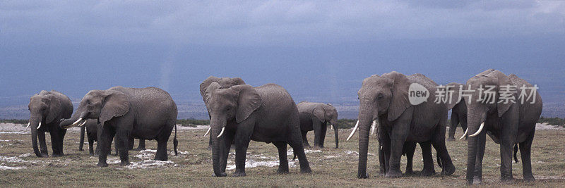 非洲象(Loxodonta africana)